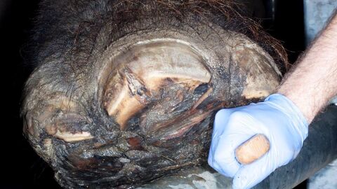 Elefantenfuß mit Pododermatitis