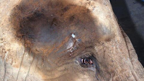  Infizierte Hautstelle oberhalb des Auges