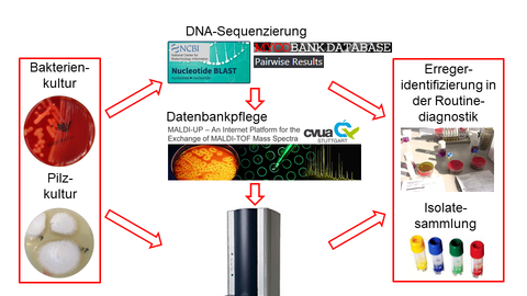In den Pilz- und Bakterienkulturen wird durch Hitzebehandlung  Desoxyribonukleinsäure (DNA) extrahiert und anschließend durch Polymerase-Kettenreaktion vervielfältigt. In der DNA Sequenzierung wird dann mittels des Vergleichs der DNA Sequenzen die Bakterien oder Pilze identifiziert.