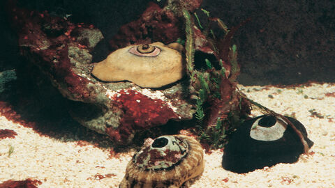 Meeresschnecke Megathura crenulata