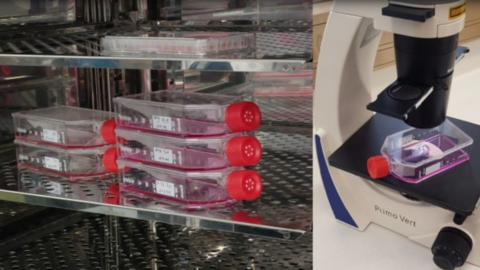 Aufwuchs von Rattenleberzellen in Zellkulturflaschen im Brutschrank und anschließende mikroskopische Kontrolle 