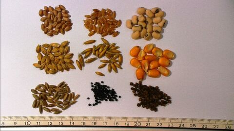 Fruchtarten bei Saatgut