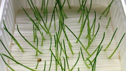 Keimfähigkeit von Getreide im Faltenfilter