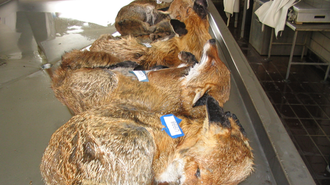 Tote Füchse, Verdacht auf Tollwutinfektion, liegen auf dem Sektionstisch