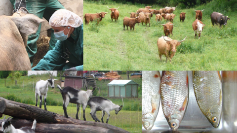 Collage mit Rindern, Fischen, Ziegen und Schweinen