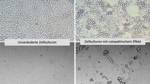Aufnahmen einer Virusvermehrung