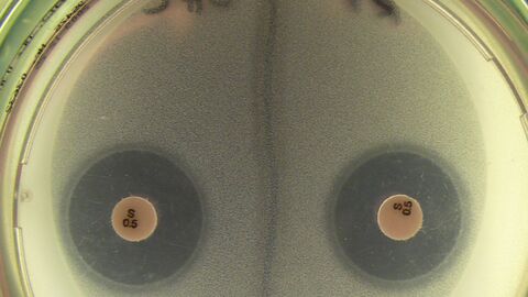 Hemmstofftest mit Testplättchen auf Agarplatte
