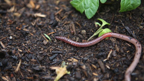 Regenwürmer (erdiger Boden)