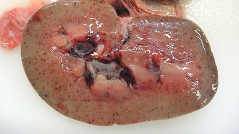 Anzeichen einer septikämischen Infektion mit Salmonellen bei einem Wildschwein