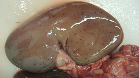 Anzeichen einer septikämischen Infektion mit Salmonellen bei einem Wildschwein