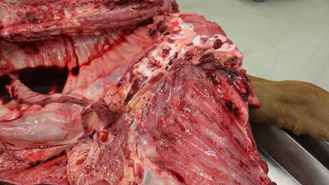 Brustkorb eines geschlachteten Rindes mit einer hochgradig akute diffusen Brustfellentzündung mit petechialen Blutungen in der Pleura