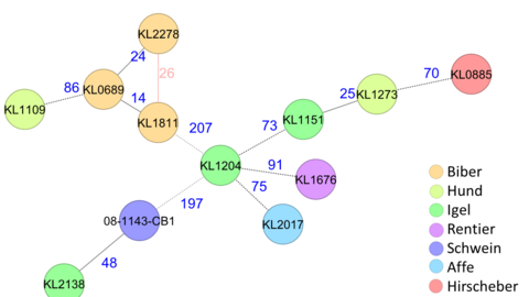 Grafik zur Charakterisierung von C. ulcerans mittels Gesamtgenomsequenzierung