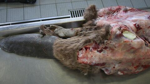 Der geöffnete Unterleib eines Bibers bei der Sektion