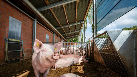 Ein Schwein schaut stehend in einem Offenstall in die Kamera