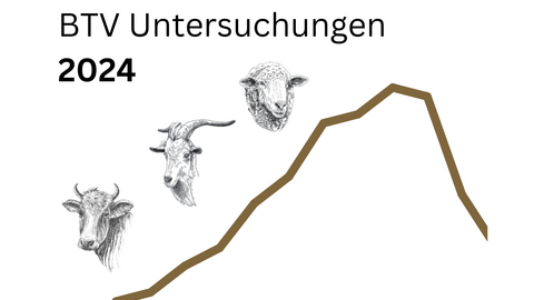 Schmuckbild Deckblatt Grafiken BTV Untersuchungen