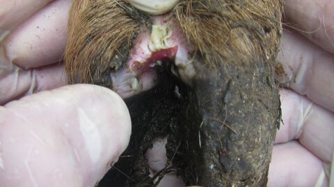 Frisch aufgeplatzte Aphthe (Bläschen) im Zwischenklauenspalt