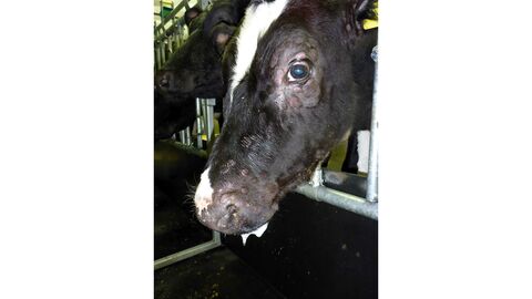 Knoten am Kopf eines Rindes, das an Lumpy Skin Disease erkrankt ist