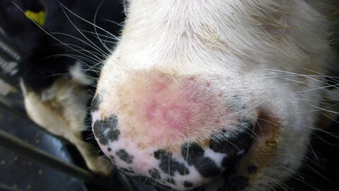 Veränderungen am Flotzmaul eines Rindes, das an Lumpy Skin Disease erkrankt ist, 