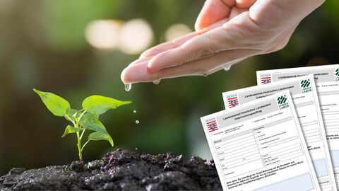 Hand gießt Pflänzchen mit Wassertropfen