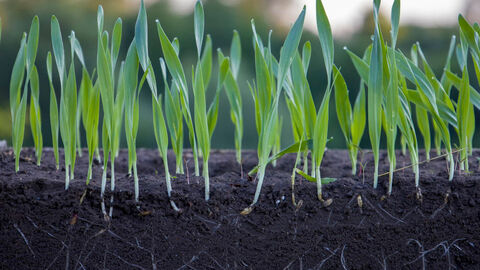 Getreide wächst auf einem Bodenanschnitt