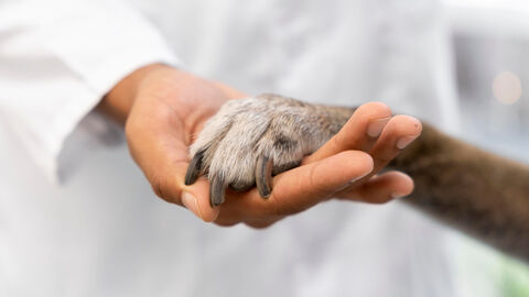 Ein Mann im Arztkittel (es ist nur die Hand und ein Teil des Oberkörpers zu sehen) hält die Pfote eines Hundes