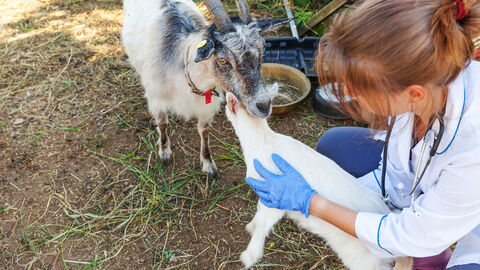 Tierärtin mit kleinen Ziegen